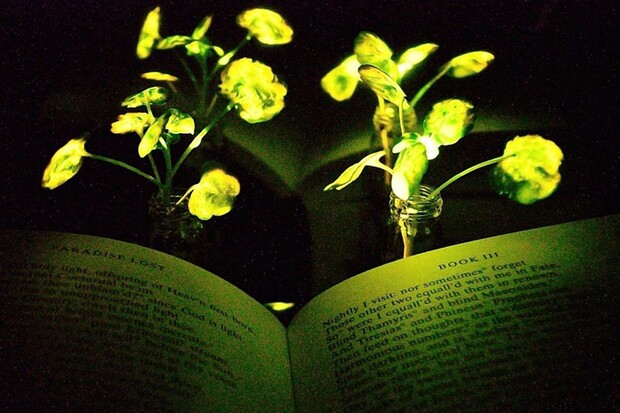 Ulice měst by jednou mohla osvětlovat geneticky upravená zeleň