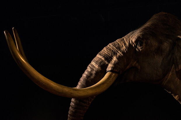 Vědci chtějí přivést mamuty znovu k životu