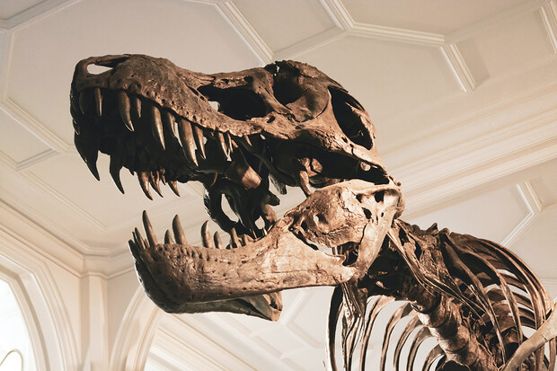 Kostra Tyrannosaura rexe se vydražila za více než 130 milionů korun