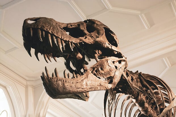 Vědci objevili dva nové druhy dinosaurů na ostrově Wight