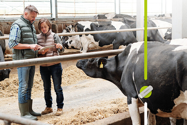 Americké krávy hlídají chytré senzory napojené přes 5G na internet věcí
