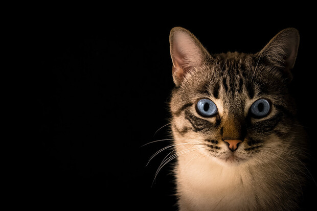 Kočky dokáží určit pozici svého majitele jen pomocí zvuku