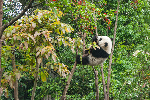 V Číně byla objevena zkamenělina pandy velké. Je stará přes 100 000 let