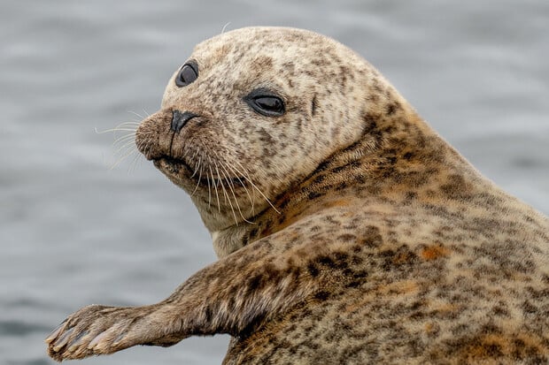 Tuleni leopardí se živí žraloky. Potvrdili to vědci na Novém Zélandu