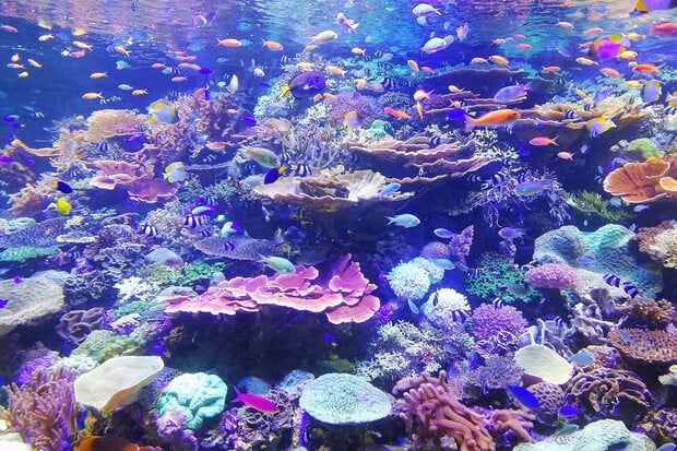 Na Tahiti objevili nedotčený korálový útes