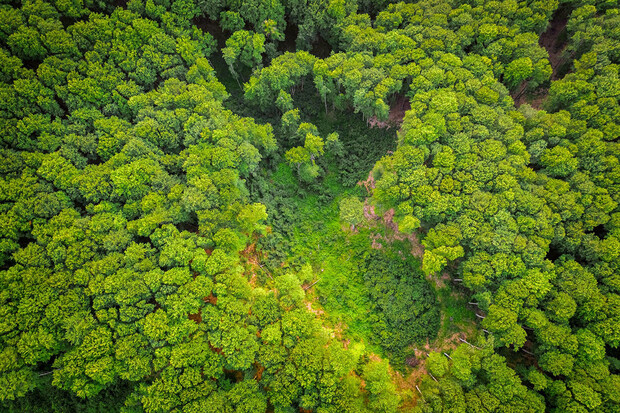 Odlesňování v Amazonii dosáhlo v lednu rekordu