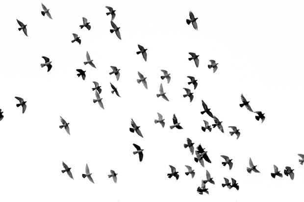 Stovky ptáků v Mexiku se zřítily k zemi. Jaký byl důvod?