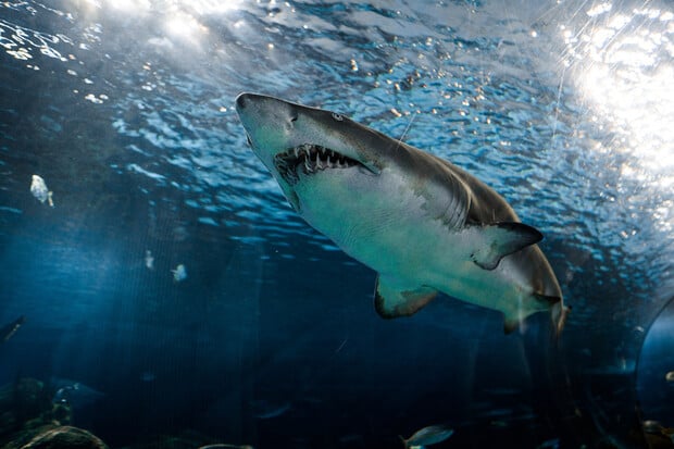 Vědci poprvé zachytili ve volné přírodě novorozeného žraloka bílého