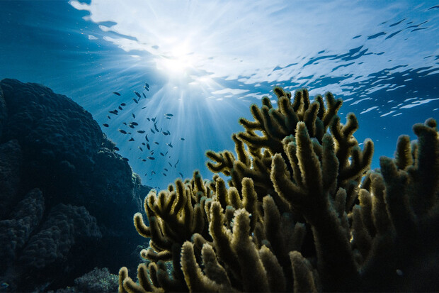 Vědci nalezli na mořském dně organismy, které mohou pohlcovat oxid uhličitý