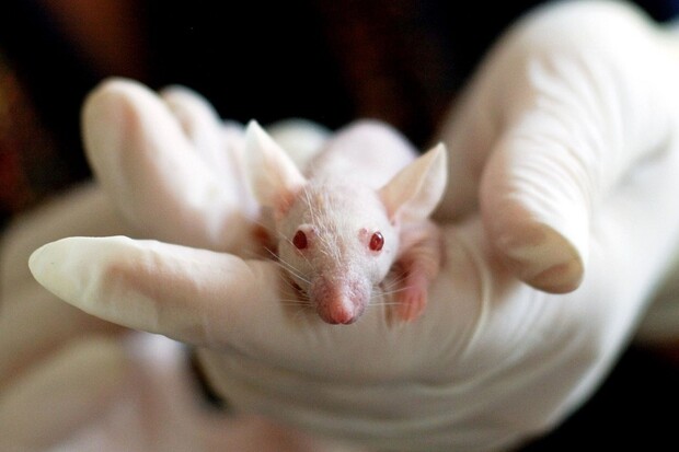 Myši a genetické nůžky pomáhají českým vědcům hledat léčbu „andělských“ dětí