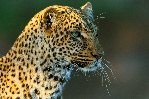 Přízrakem lesů Serengeti je královská leopardice