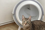 Test Tesla Smart Cat Toilet – Konec manuálního čištění kočičí toalety