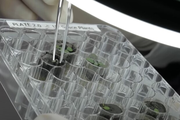 Vědcům se podařilo vypěstovat rostliny v půdě z Měsíce