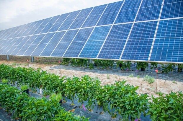 Agrovoltaika nás možná nespasí, ale pomůže. Především zemědělcům