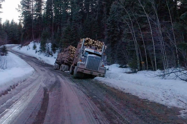 Jak se v Kanadě těží dřevo?