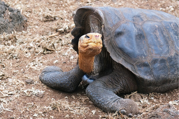 Želva, která byla považována za vyhynulou, byla objevena na Galapágách 