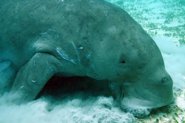 V Číně vyhynul dugong. Inspiroval příběhy o mořských pannách