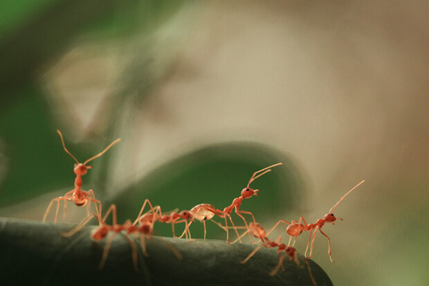Na každého člověka na planetě připadá 2,5 milionu mravenců