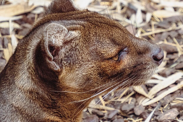 V anglické zoo se narodila mláďata vzácné fosy