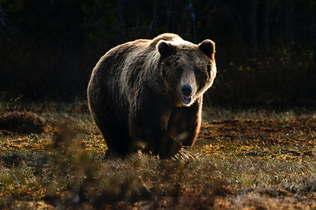 Medvěd v Coloradu si udělal 400 selfíček na fotopasti
