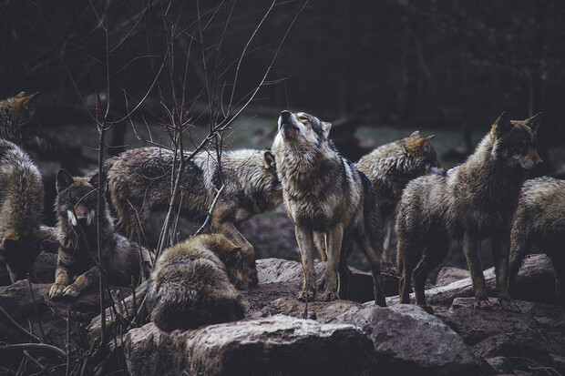 V Krkonoších je potvrzen výskyt vlků