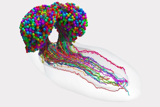 Jak přemýšlí larva? Vědci vytvořili dosud nejkomplexnější mapu mozku