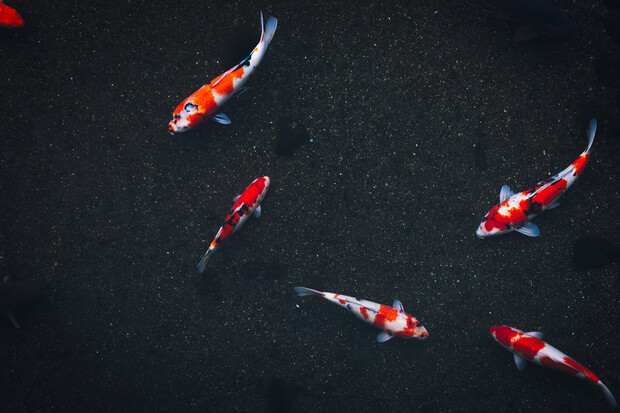 U Japonska zachytili rybu v dosud největší hloubce oceánu