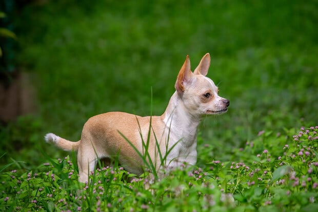 Nejmenším psem na světě je čivava Pearl