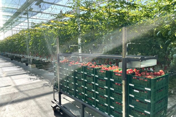 Chytrá a ekologická rajčata ze severu Čech ovládají český trh