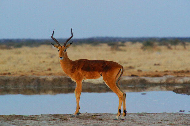 V Safari Parku Dvůr Králové se po osmi letech narodilo mládě ohrožené antilopy