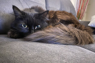 Projekt Acoustic Kitty stvořil kočičího kyborga, který se na špionáž moc nehodil