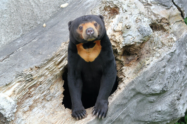 Medvěd v čínské zoo je podle návštěvníků člověk v převleku
