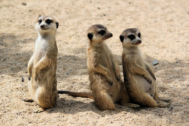 Brněnská zoo oslaví 70. narozeniny. Návštěvnost stále stoupá