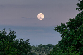 Když se měsíc stává zdrojem strachu: jak vznikne selenofobie?