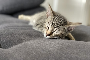 Le Chat je francouzský chatbot, který má být lepší a svobodnější než ChatGPT