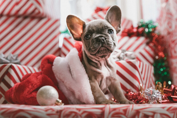 4 věci, které je potřeba zvážit, než darujete na Vánoce domácího mazlíčka