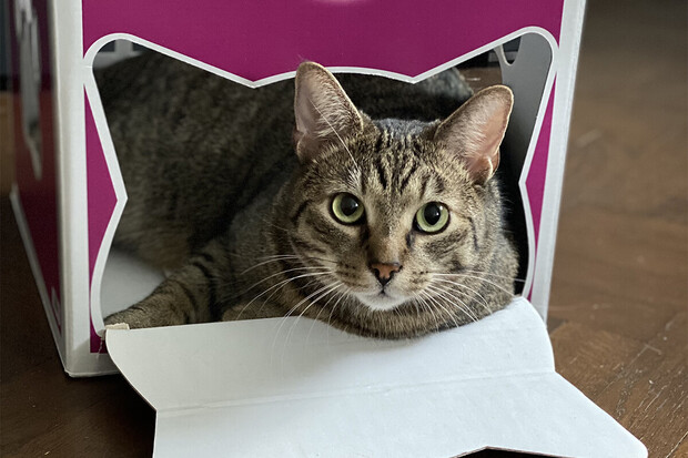 Proč všechny kočky tak milují krabice?