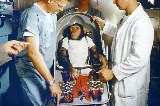 Prvního šimpanze poslala do vesmíru NASA. Jaký byl jeho osud?