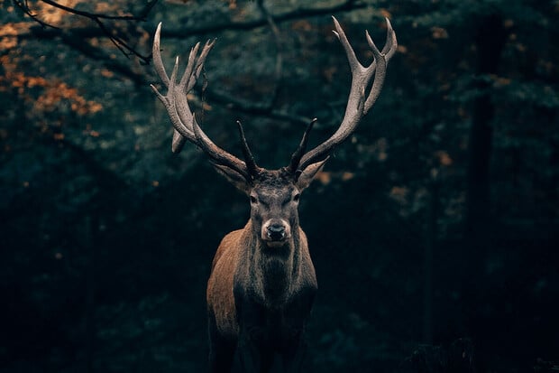  „Zombie“ jeleni v Yellowstonu: vědci se bojí přenosu na člověka