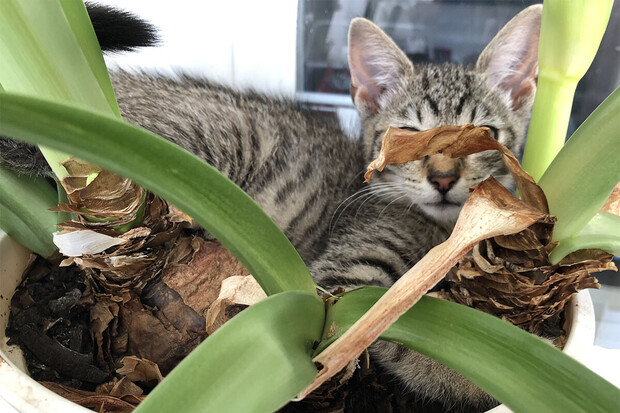 Dejte si pozor, tyto pokojové rostliny jsou pro kočky jedovaté