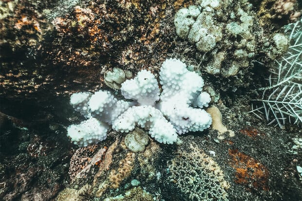 Oteplování oceánů vede k dalšímu blednutí korálů. Naruší se tak ekosystémy