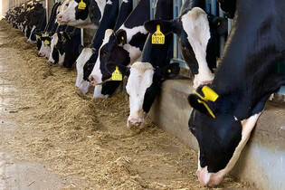 Tajemná chřipka D hubí zvířata a děsí odborníky 