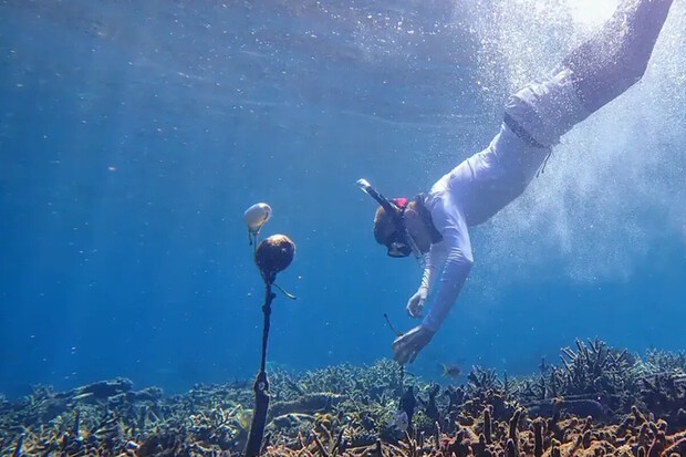 Google se pokouší zachránit korálové útesy pomocí umělé inteligence 