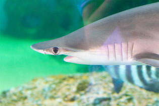 Žraloci testovaní u brazilského pobřeží měli pozitivní test na kokain