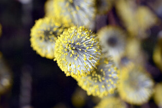 Jarní alergie jsou tu. Jak zjistit, zda vás trápí, a co s tím dělat?