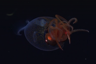 Největší bezobratlý živočich na světě poprvé zachycen na videu