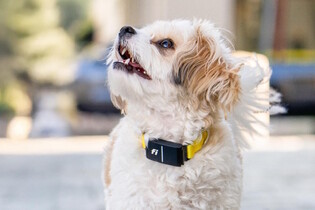 Chytrý obojek pro psy sleduje jejich chování a hlásí odchylky 