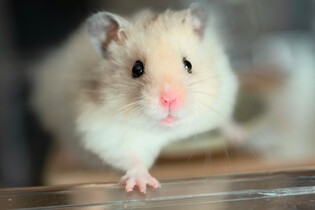 Nechcete už svého mazlíčka? Tato ZOO se o něj postará, líbit se mu to ale nebude