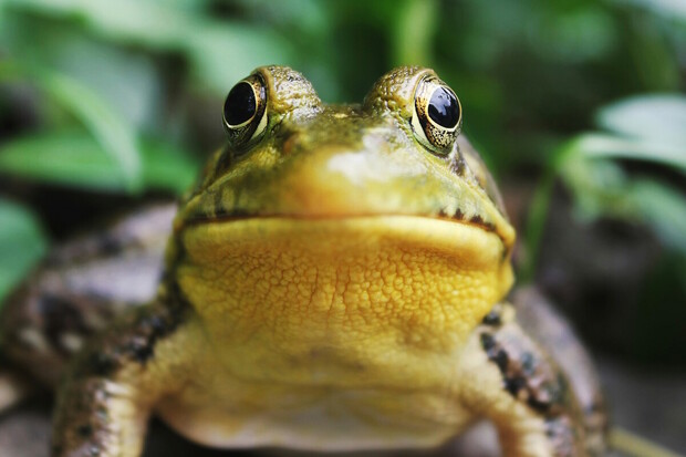 Proč se meteorologům přezdívá rosničky? Kvůli meteostanici s živou žábou uvnitř