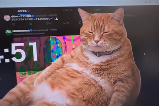 Tato kočka vás zachrání před závislostí na sociálních sítích